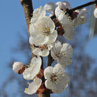 Apricot blossom