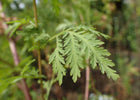 Artemisia