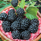Blackberry