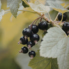Blackcurrant