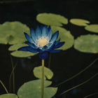 Blue lotus