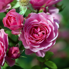 Bulgarian rose