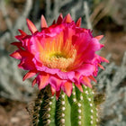 Cactus Flower
