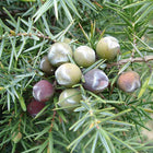 Cade oil