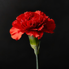 Carnation