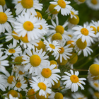 Chamomile