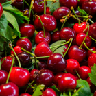 Cherry