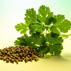 Coriander