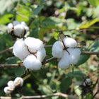 Cotton flower