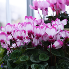 Cyclamen