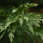Cypress