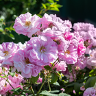 Damask rose