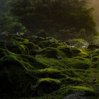 Deep Forest Moss