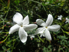 Egypt grandiflorum