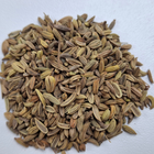 Fennel