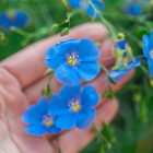 Flax Flower
