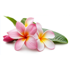 Frangipani