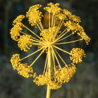Galbanum