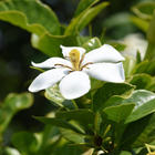 Gardenia