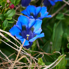 Gentiana