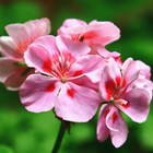 Geranium