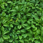 Green leaves