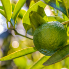 Green mandarin