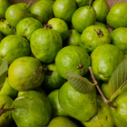 Guava