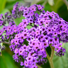 Heliotrope