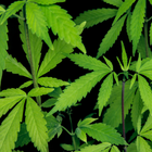 Hemp