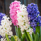 Hyacinth