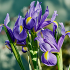 Iris