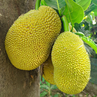 Jackfruit