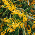 Mimosa