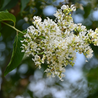 Myrtle