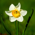 Narcissus