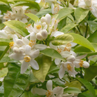 Neroli Leaves