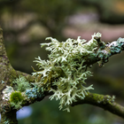 Oakmoss
