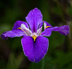 Orris