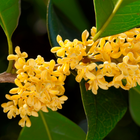 Osmanthus