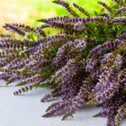 Patchouli