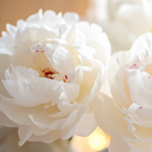 Peony