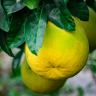 Pomelo leaf