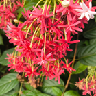 Rangoon Creeper