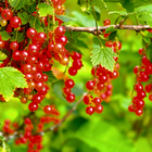 Red currant