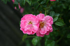 Rose davana
