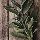 Sage