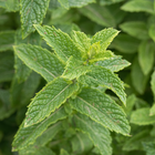 Spearmint