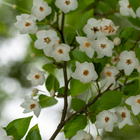Styrax