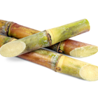 Sugarcane